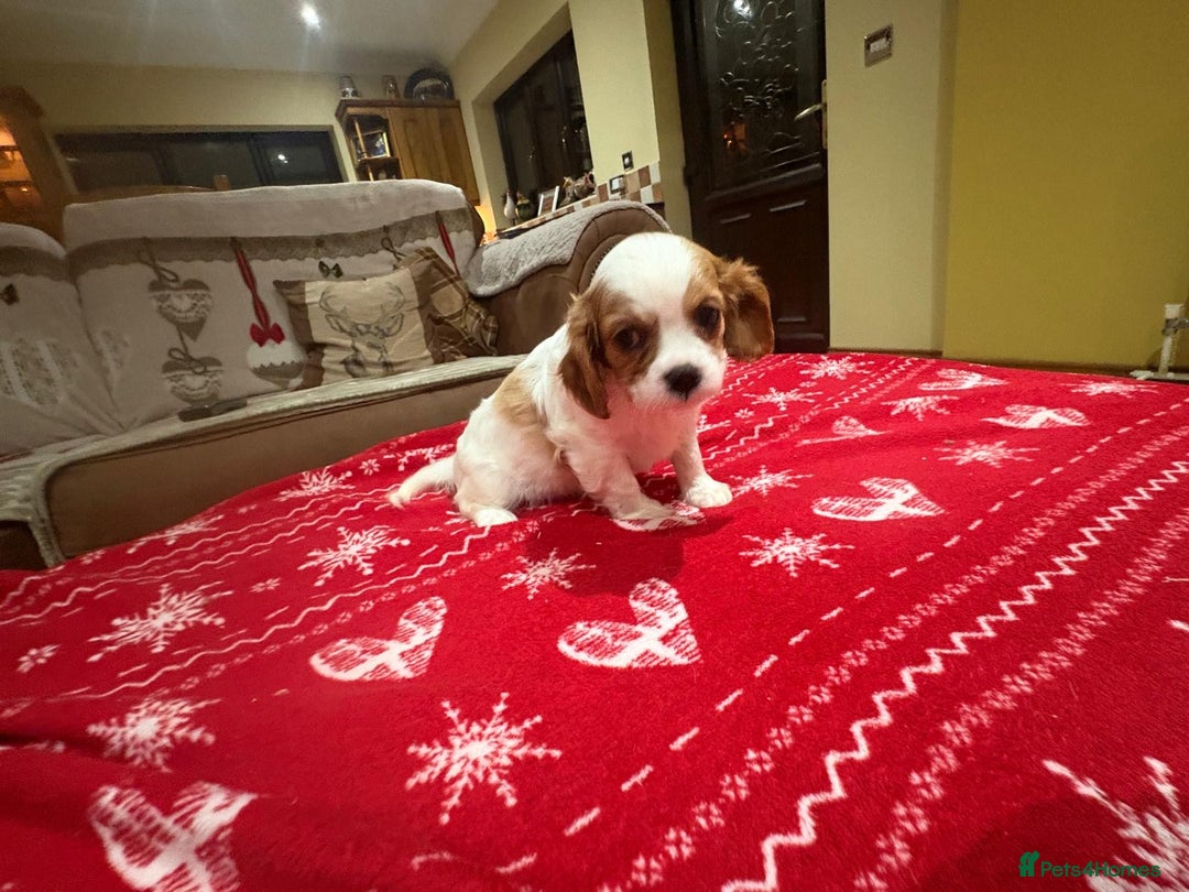 Cavalier King Charles Spaniel dogs for sale: Cavalier King Charles Spaniel  - Advert 10