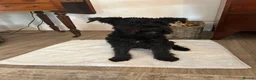 Miniature Schnauzer dogs for sale: Miniature schnauzer puppies for sale  - Advert 10