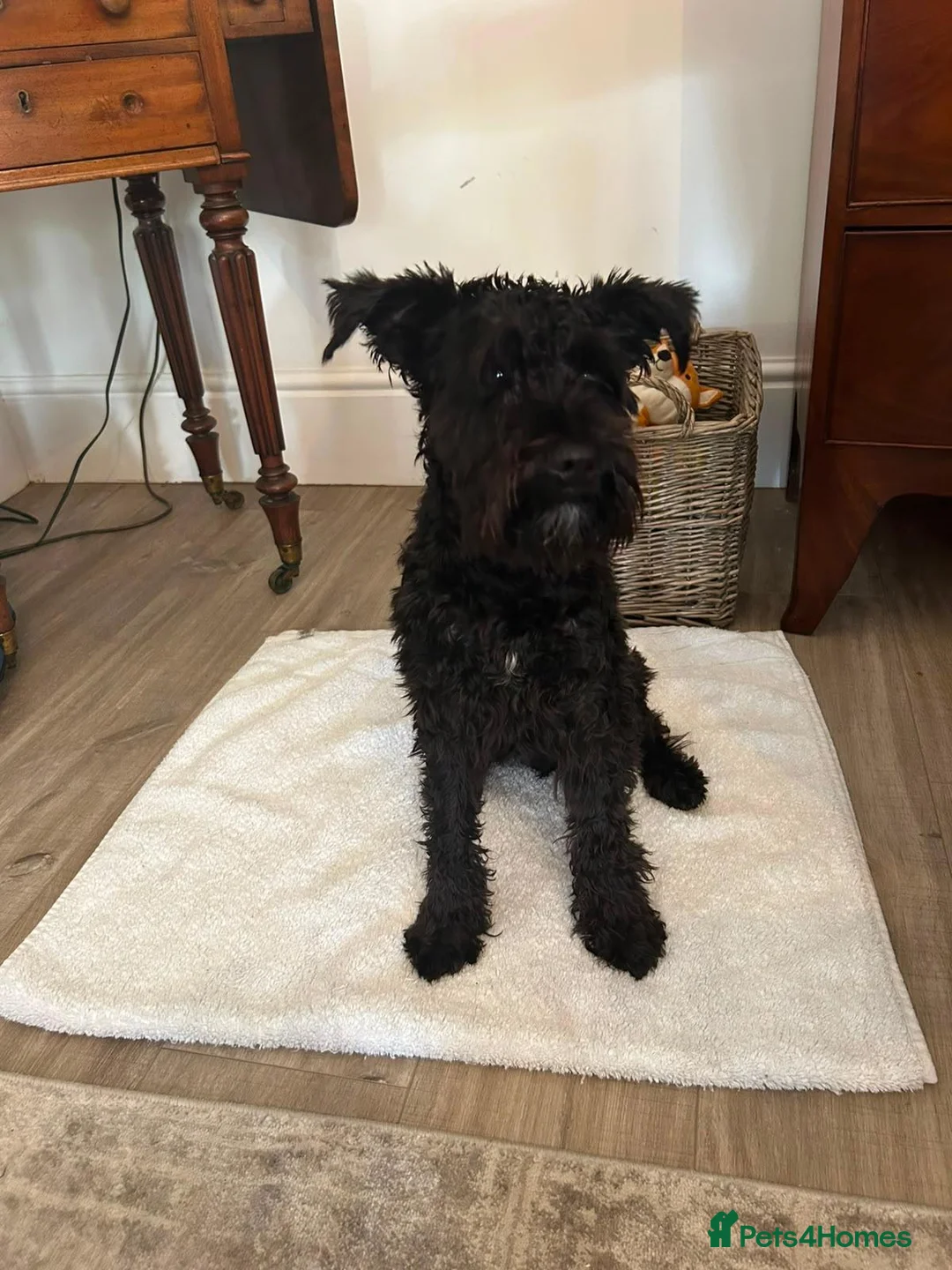 Miniature Schnauzer dogs for sale: Miniature schnauzer puppies for sale  - Advert 10