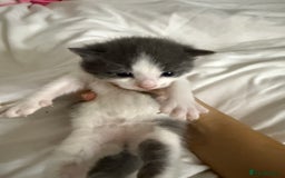 Mixed Breed cats for sale: UPDATED PHOTOS *4 beautiful kittens for sale  - Image 5