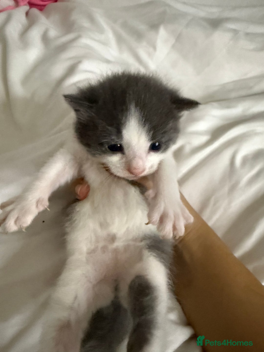 Mixed Breed cats for sale: UPDATED PHOTOS *4 beautiful kittens for sale  - Image 5