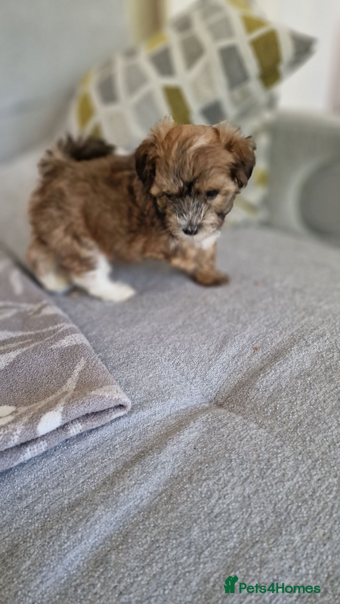Havanese dogs Adorable puppy  - Advert 1