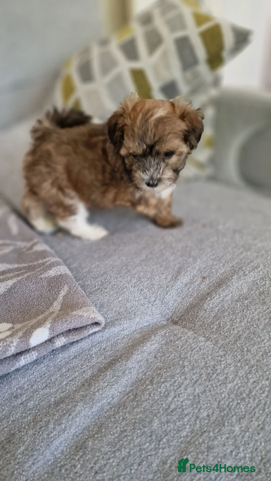 Havanese dogs for sale: Adorable puppy  - Advert 1