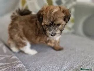 Havanese dogs Adorable puppy - Advert 1