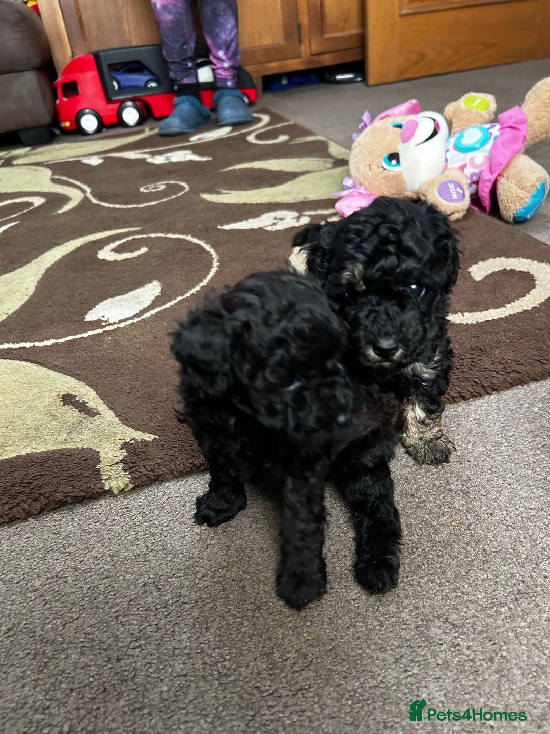 Toy Poodle dogs for sale: Beautiful Toy Poodle Puppies - Image 12