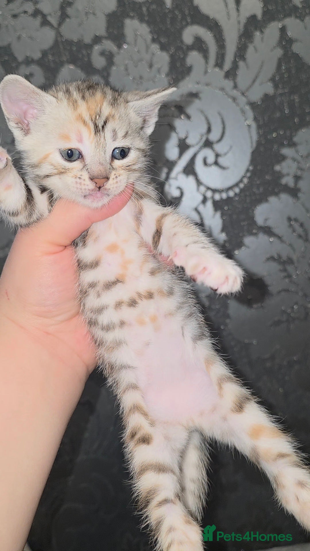 Bengal cats for sale: Bengal Cross Kittens - Image 8