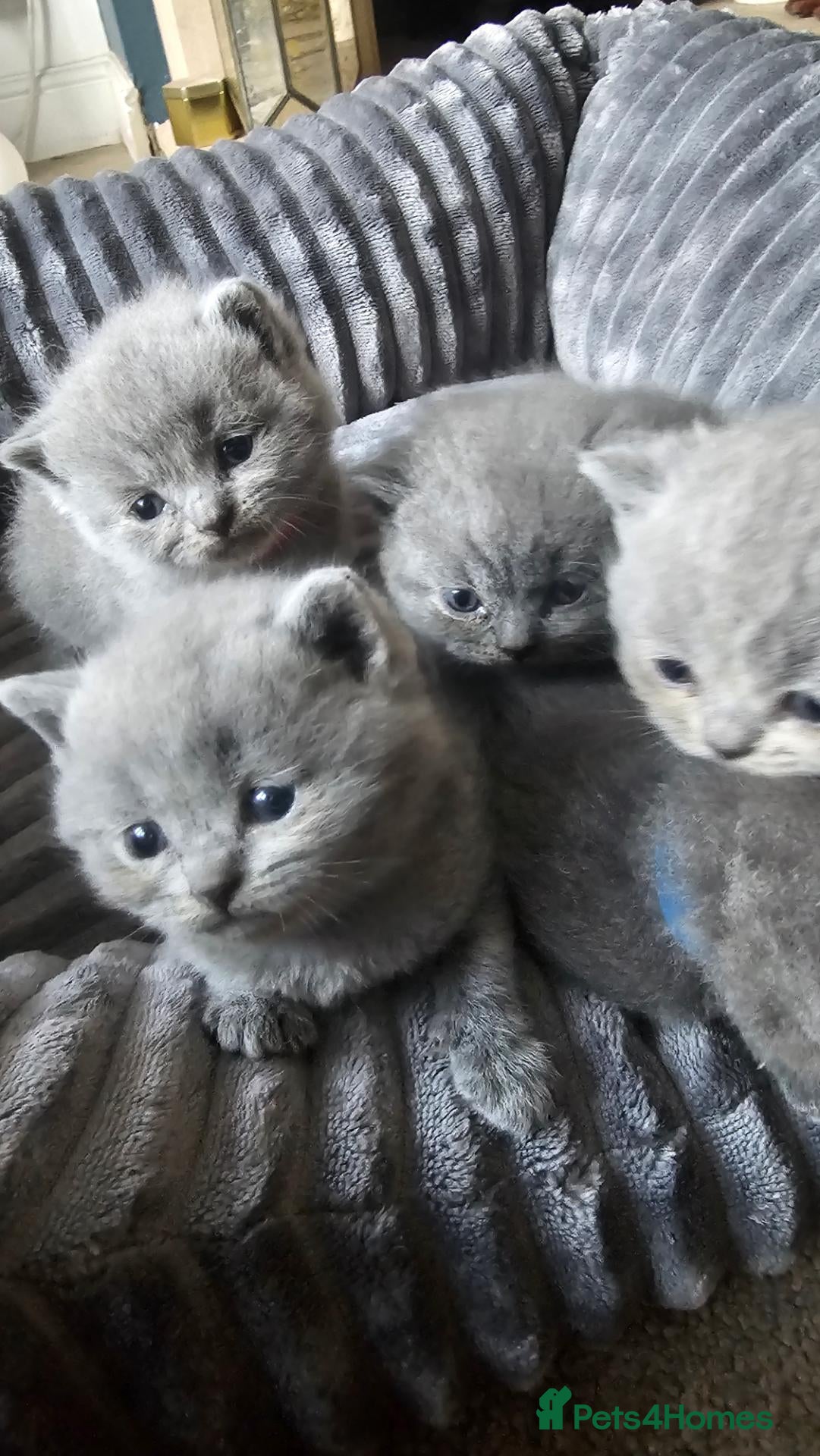 British Shorthair cats X6 British Blue Shorthair Kittens for Sale - Advert 10