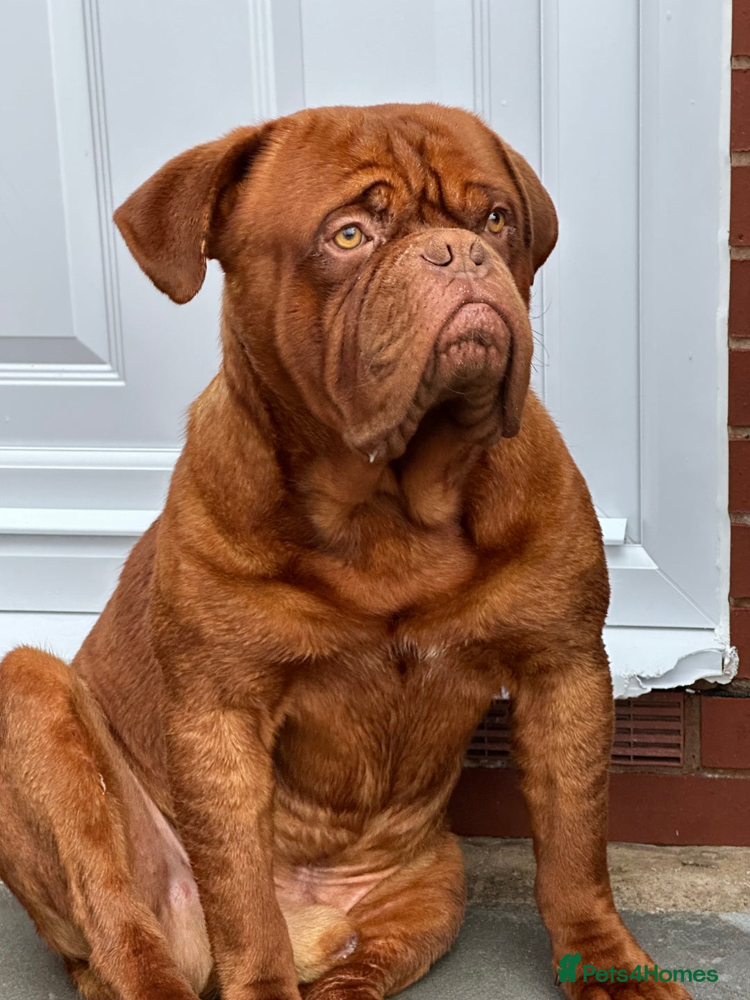 Dogue De Bordeaux dogs for stud: Kc registered Beautiful dogue for stud !! in Rochdale - Advert 4