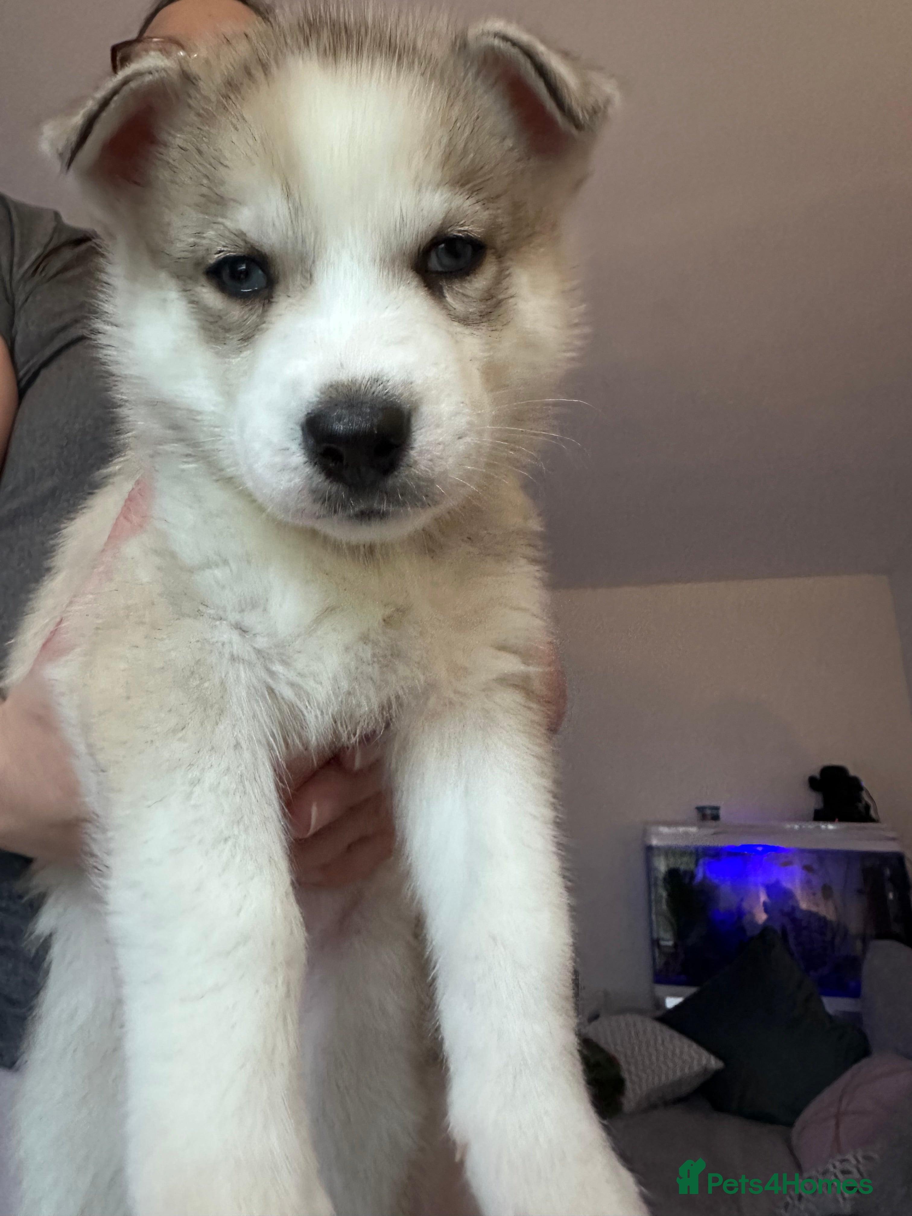 Siberian Husky dogs 5 beautiful Siberian Husky’s  - Advert 11