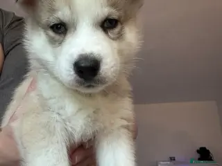 Siberian Husky dogs 5 beautiful Siberian Husky’s - Advert 11