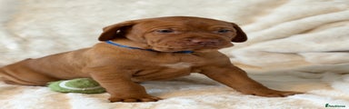 Hungarian Vizsla Puppy 1 Blue Collar