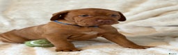 Hungarian Vizsla dogs for sale: Beautiful Hungarian Vizsla Puppies – 5⭐ Homes Only - Advert 5
