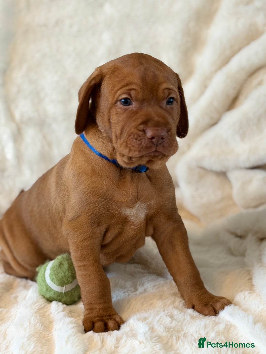 Hungarian Vizsla dogs for sale: Beautiful Hungarian Vizsla Puppies – 5⭐ Homes Only - Advert 5