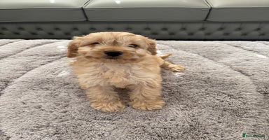 Cockapoo dogs - Advert 2