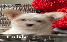Yorkshire Terrier dogs for sale: Adorable Golddust Yorkshire Terrier Puppies - Image 7