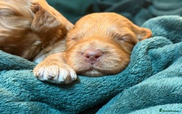 Cockapoo dogs for sale: Charming Mini Cockerpoo puppies  - Advert 8