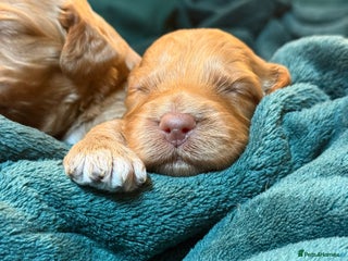 Cockapoo dogs Charming Mini Toy Cockerpoo puppies - Advert 5