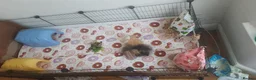 Guinea Pig rodents for sale: 2 Lunkarya guineas with cage and accessories  - Advert 24