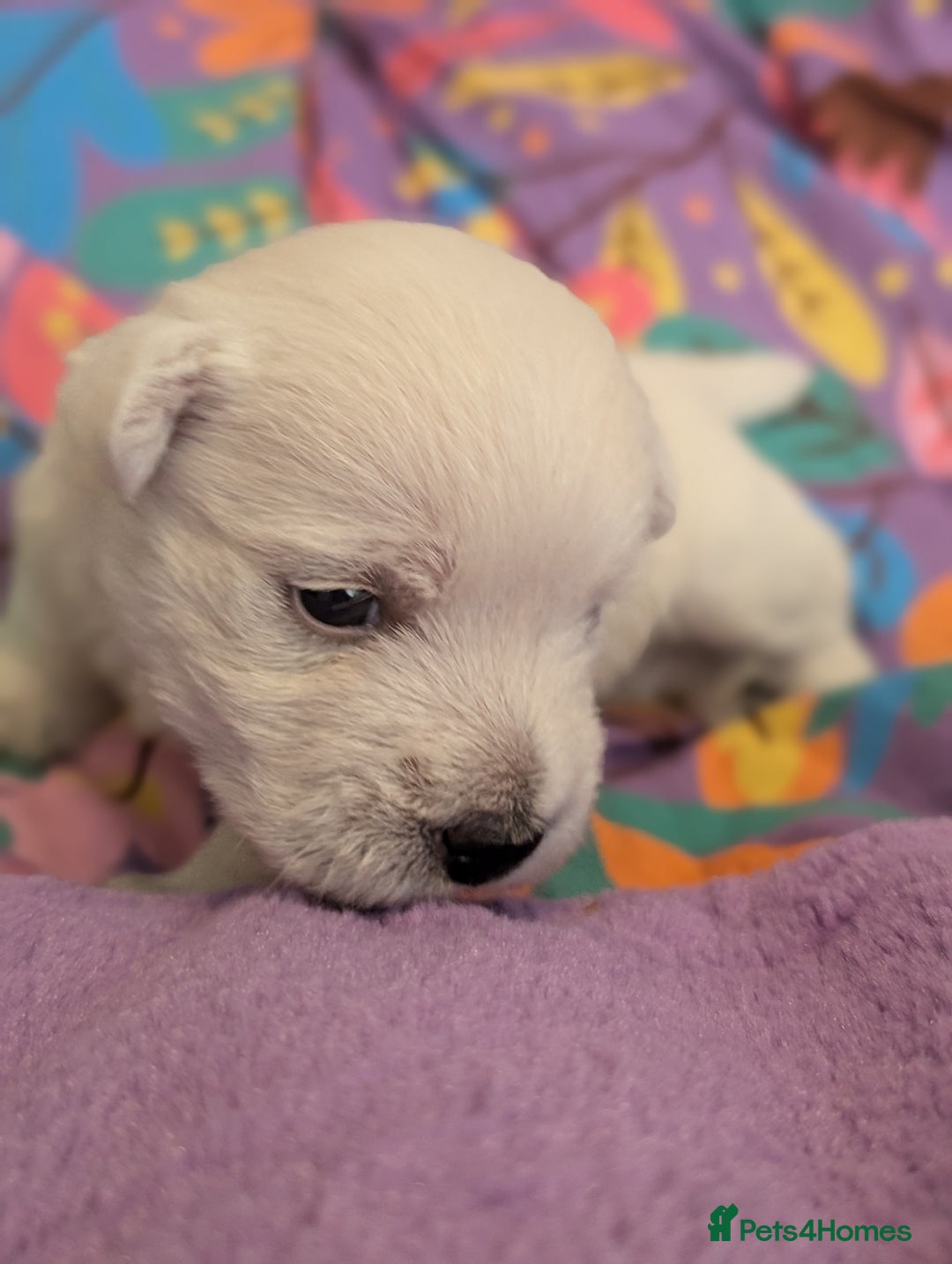 West Highland Terrier dogs for sale: Lovely westies puppies from excellent show linage - Image 2