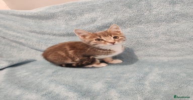 Mixed Breed cats - Advert 8