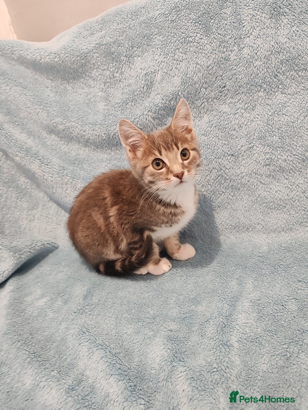 Mixed Breed cats for sale:  GREY BOY VIDEOS - Image 3