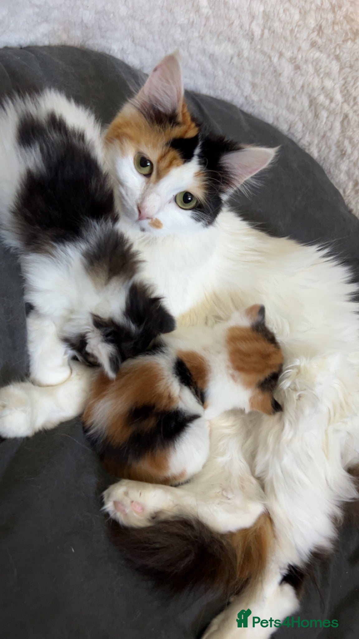 Mixed Breed cats Calico mix male kitten  - Advert 11