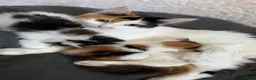 Mixed Breed cats for sale: Calico mix male kitten  - Advert 1