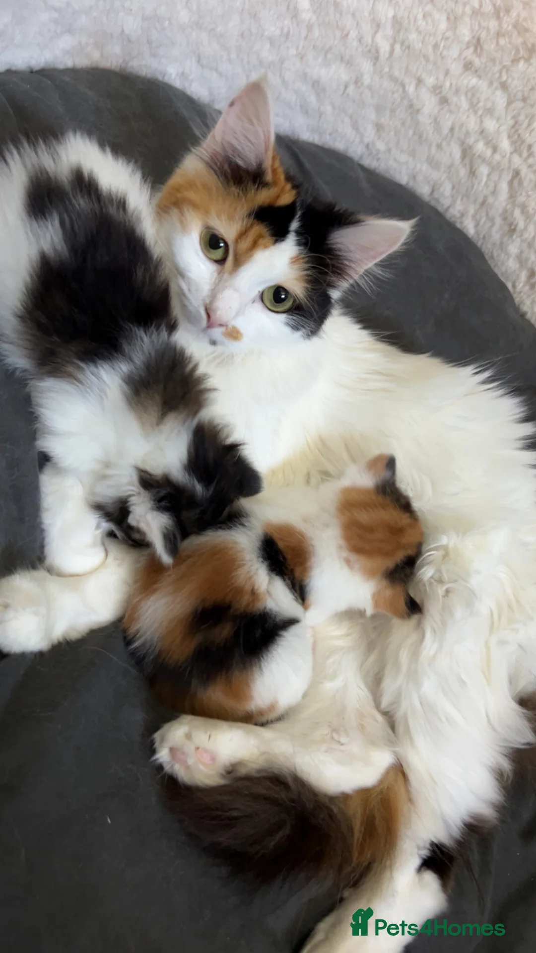 Mixed Breed cats for sale: Calico mix male kitten  - Advert 1