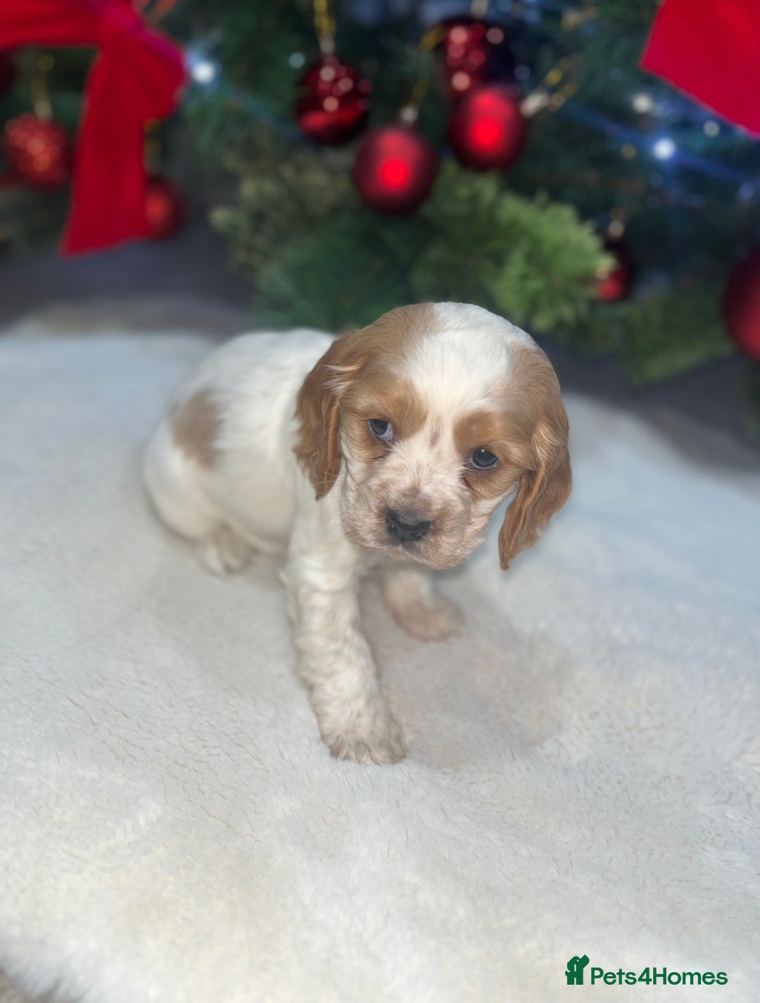 Cockalier dogs for sale: 3 Beautiful Cockalier Puppies - Advert 2