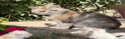 Exotic cats for sale: Exotic male kittens  - Advert 15