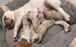Mixed Breed dogs for sale: French bulldog x chipoo puppies  - Image 1