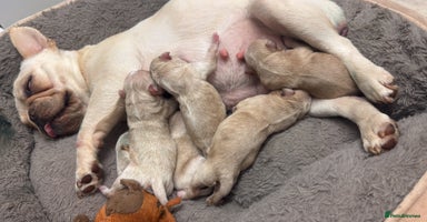 Mixed Breed dogs - Advert 4