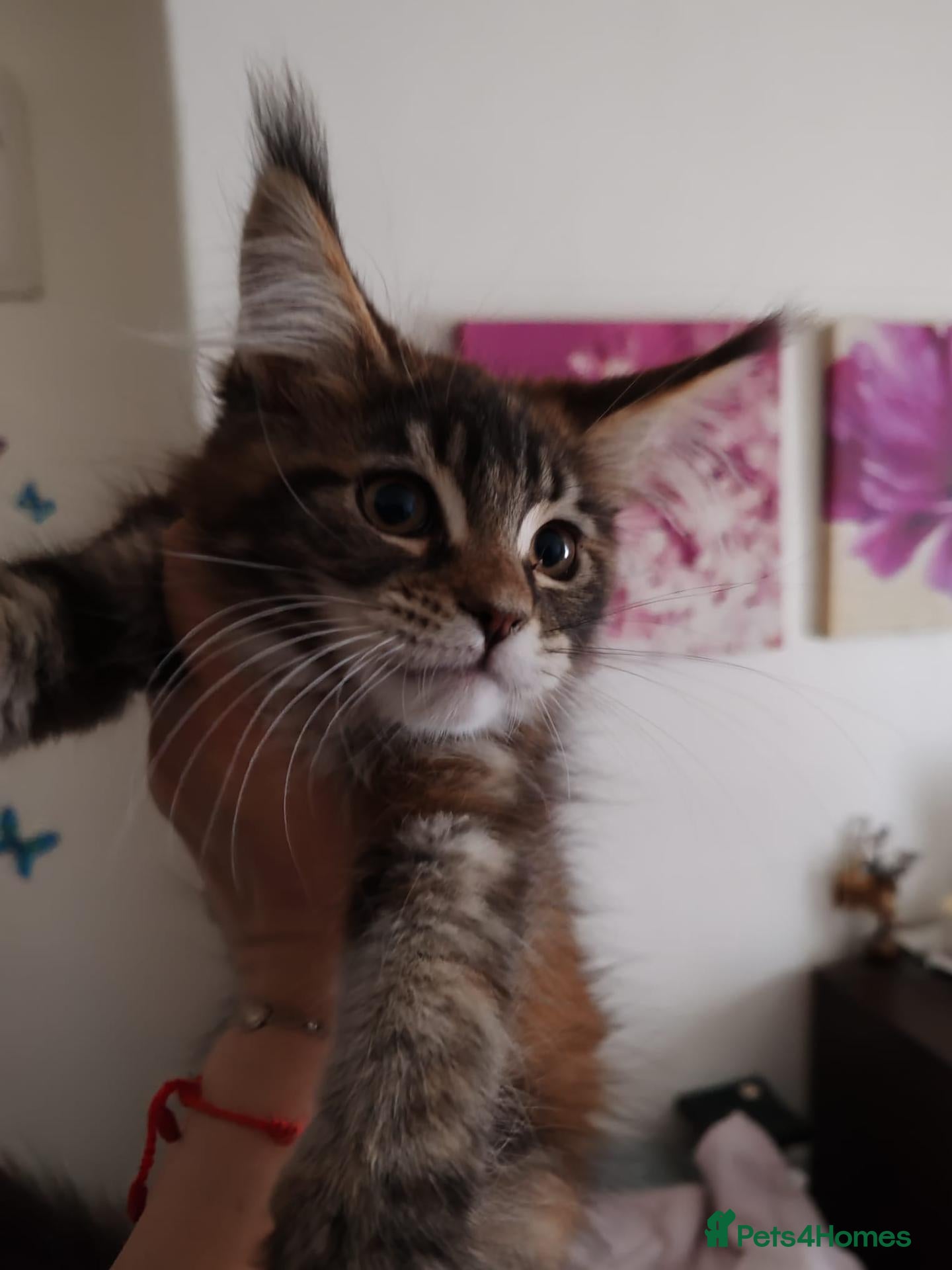 Maine Coon cats Beautiful Maine coon kittens - Advert 1