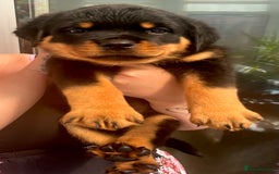 Rottweiler dogs for sale: Superb litter of dual purpose Rottweiler puppies. - Image 23