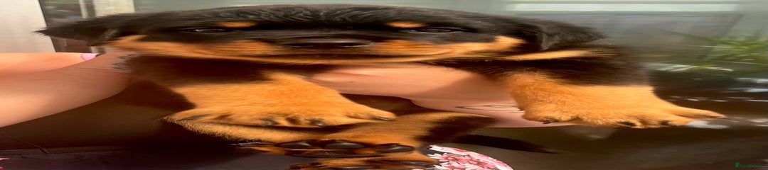 Rottweiler Puppy 6 White girl