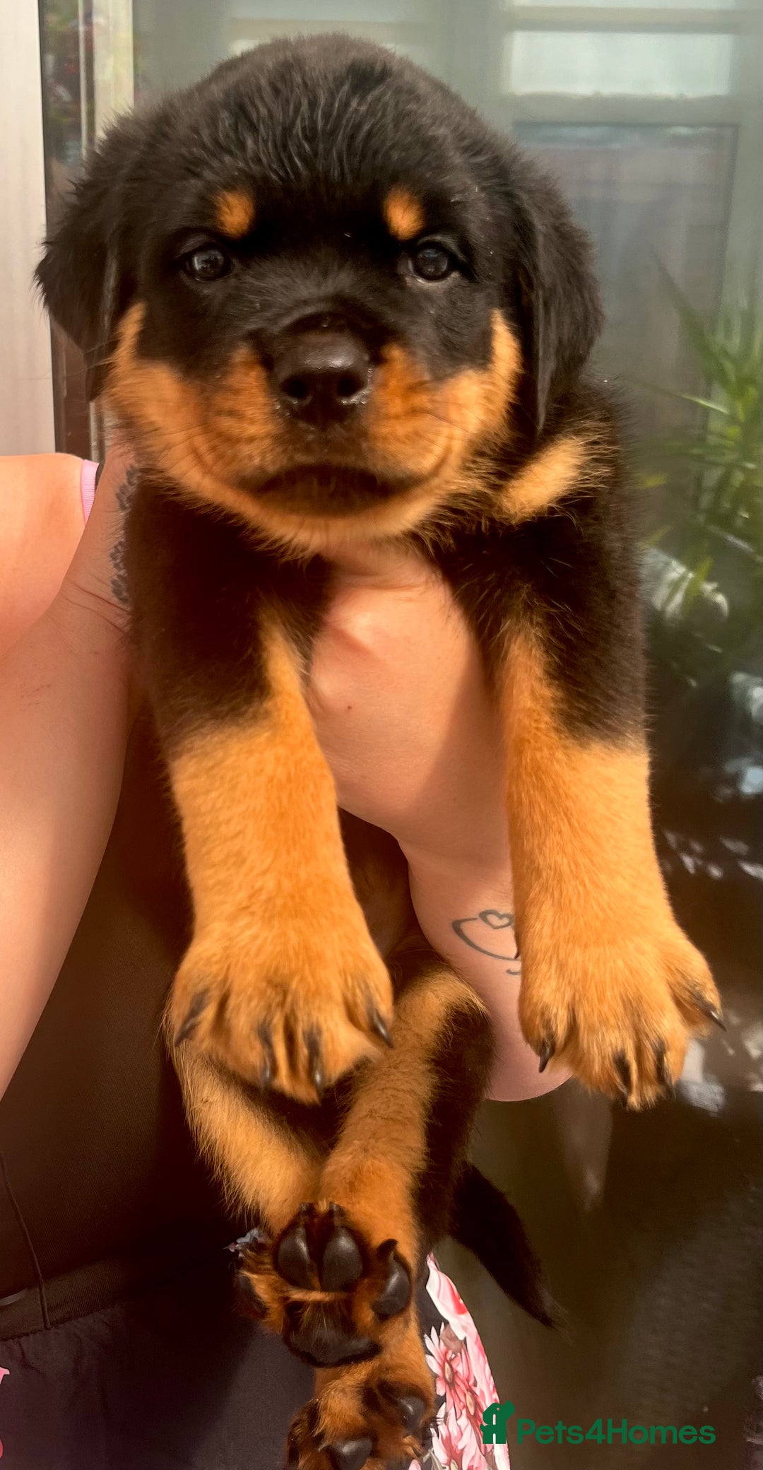 Rottweiler dogs for sale: Superb litter of dual purpose Rottweiler puppies. - Image 23