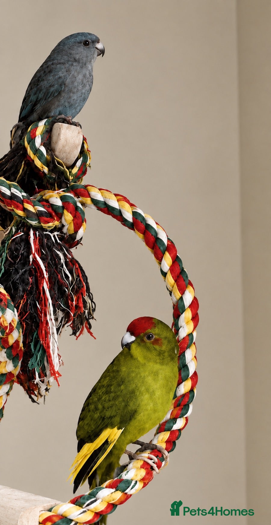 Parakeets birds Friendly bonded pair of M & F Kakariki parakeets - Advert 1