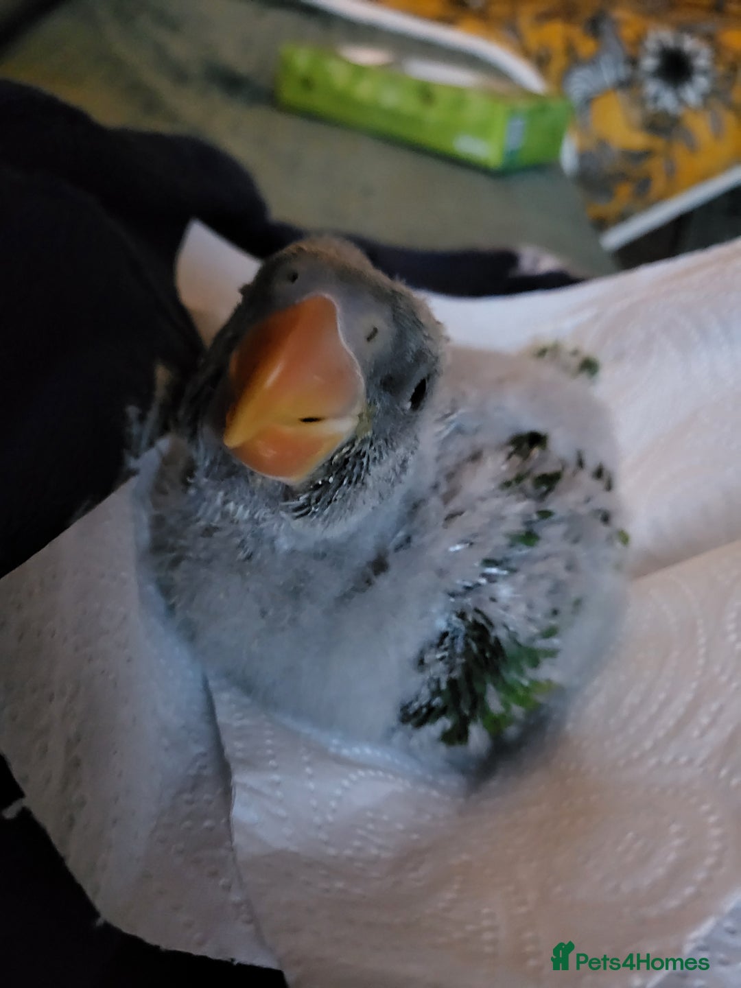 Parakeets birds for sale: Hand reared derbyan - Image 4
