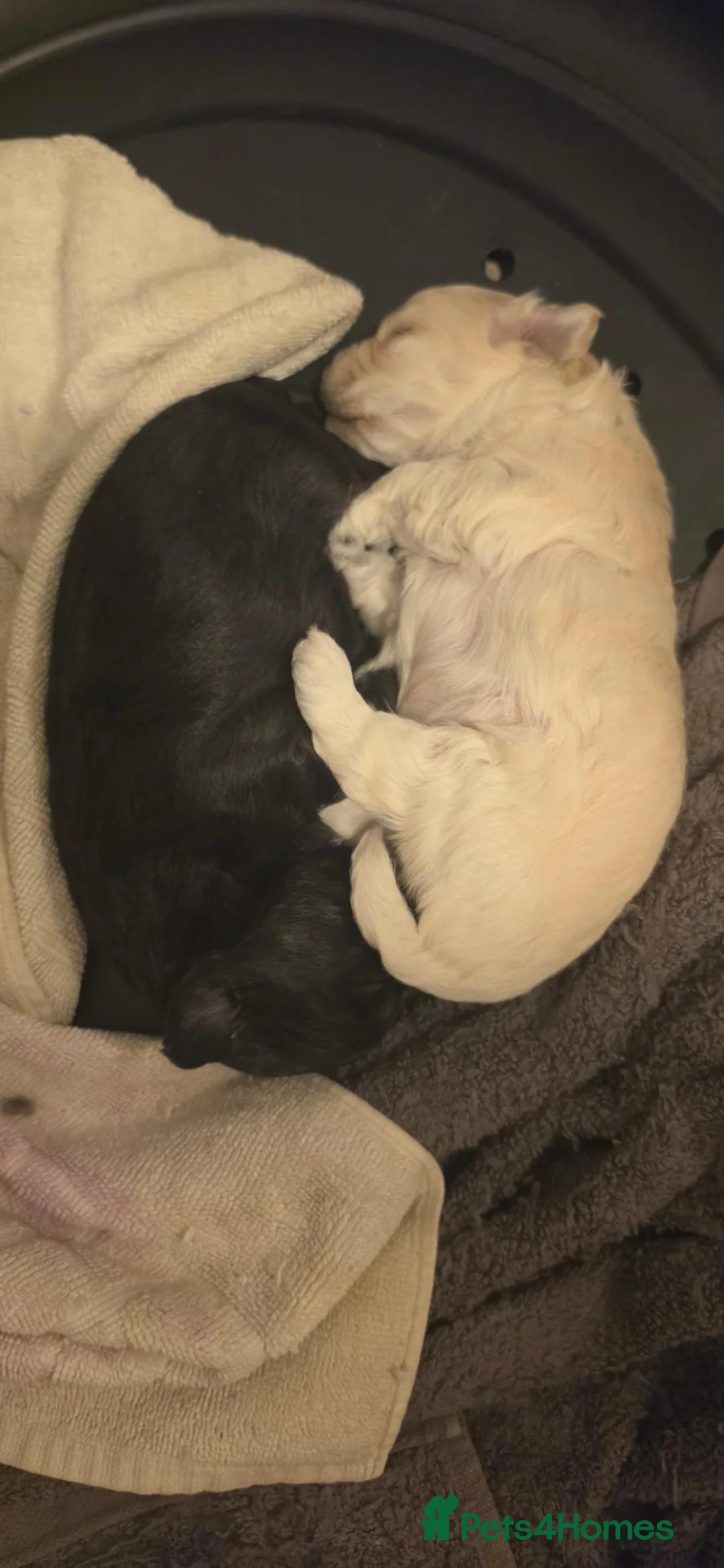 Mixed Breed dogs for sale: Labradoodle mix - Advert 8