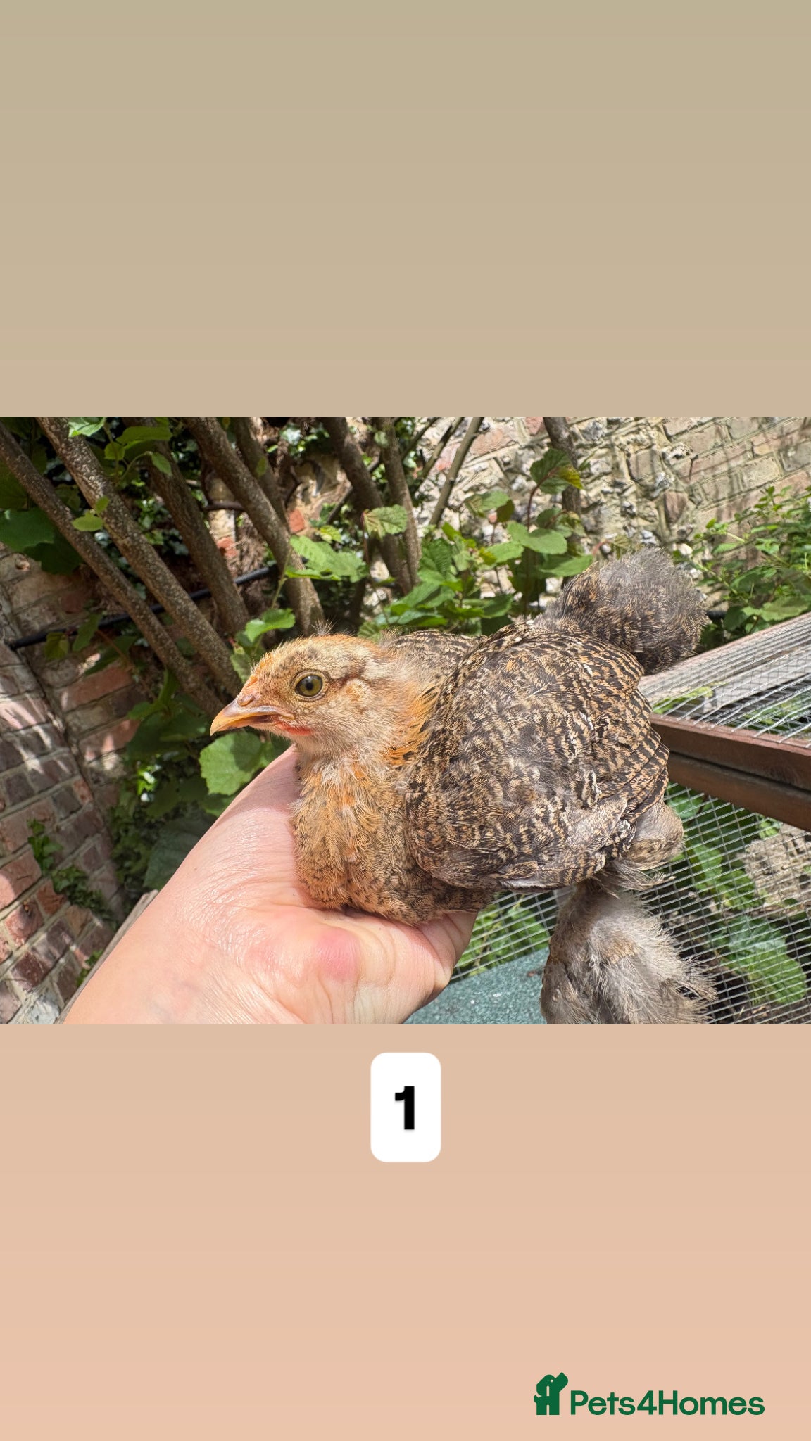 Chickens poultry Pure Pekin pullets  - Advert 13