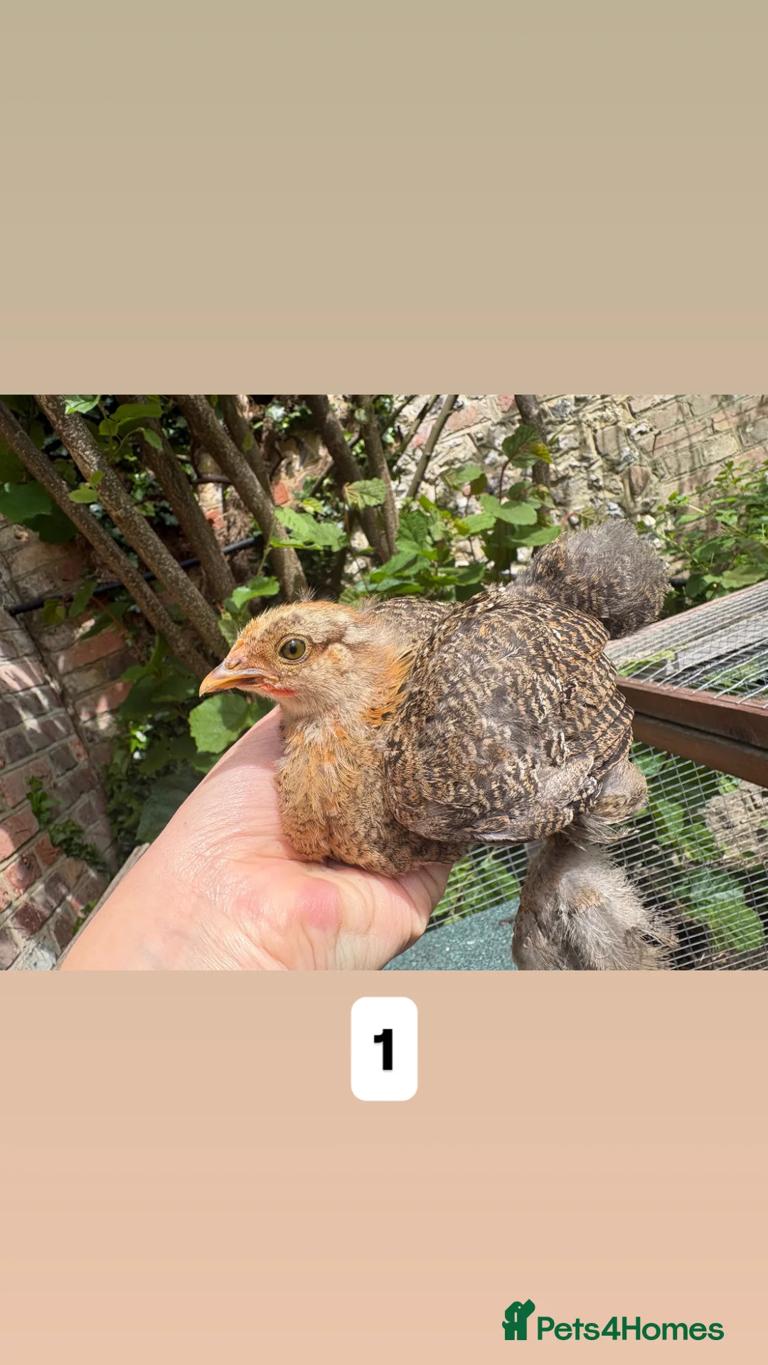 Chickens poultry for sale: Pure Pekin pullets  - Advert 2