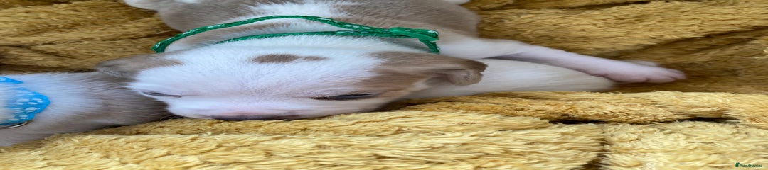 Beagle Puppy 1