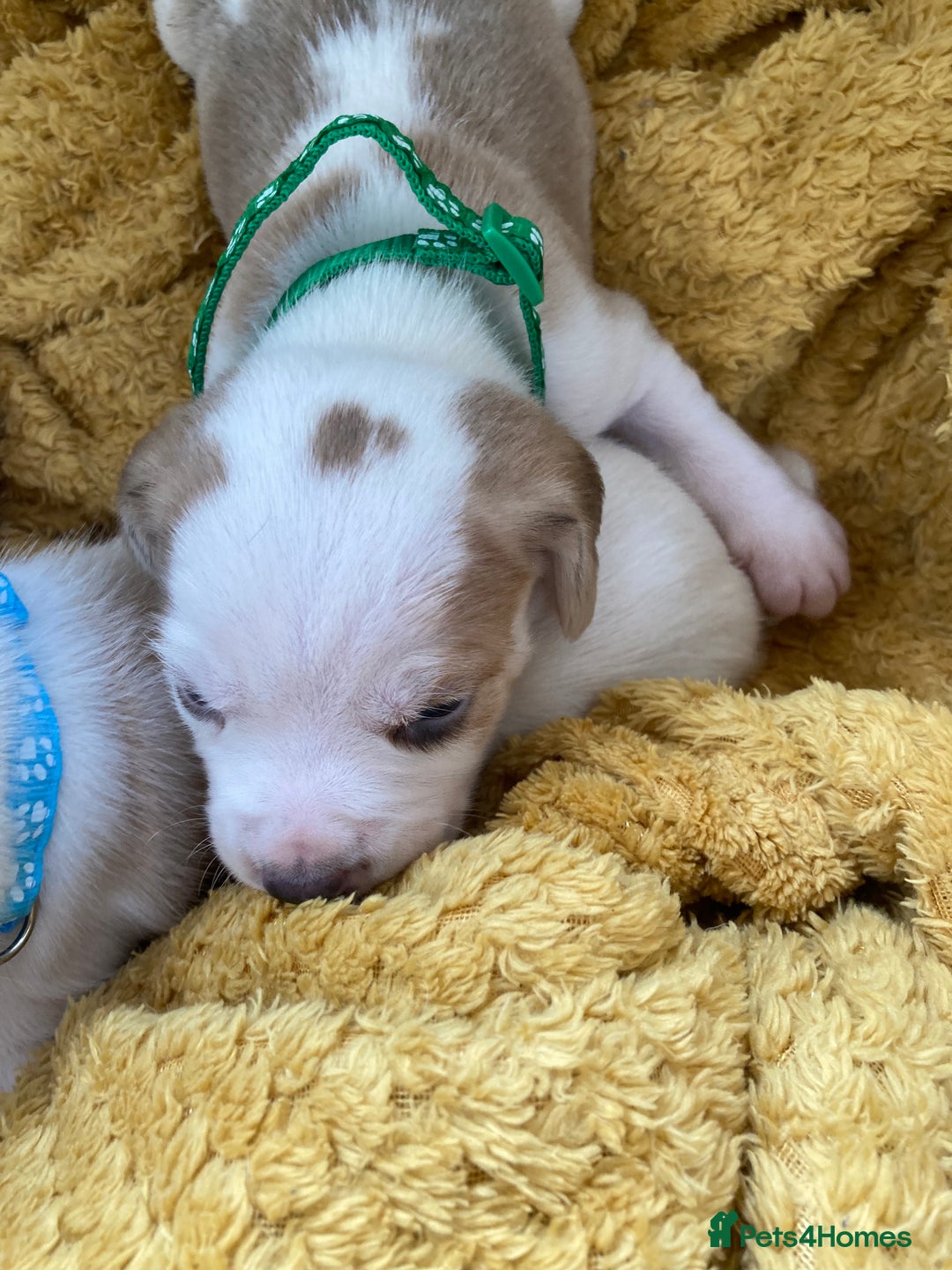 Beagle dogs for sale: Beautiful pedigree beagle pups - Image 19