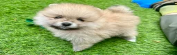 Pomeranian dogs for sale: Adorable, KC Registered Pomeranian Puppies in Colchester - Advert 27