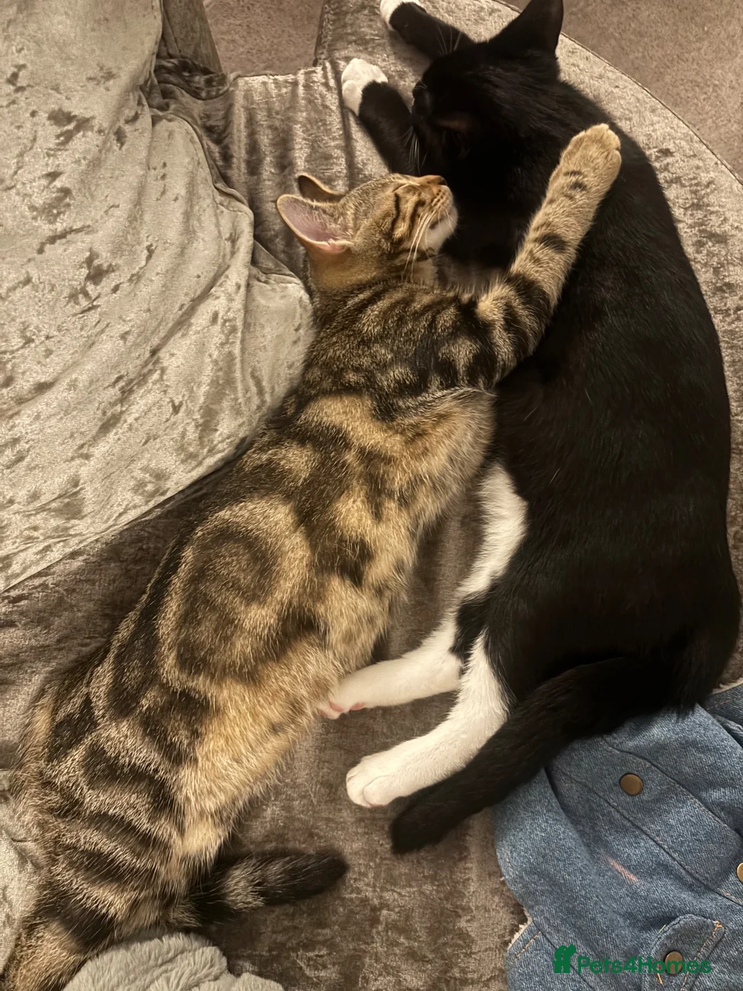 Bengal cats for sale: Gorgeous Bengal cross kittens  - Advert 5