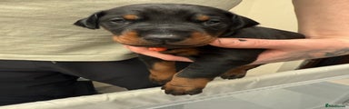 Dobermann Puppy 2