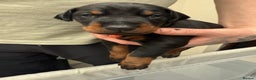 Dobermann dogs for sale: Top quality Doberman puppies  - Advert 14