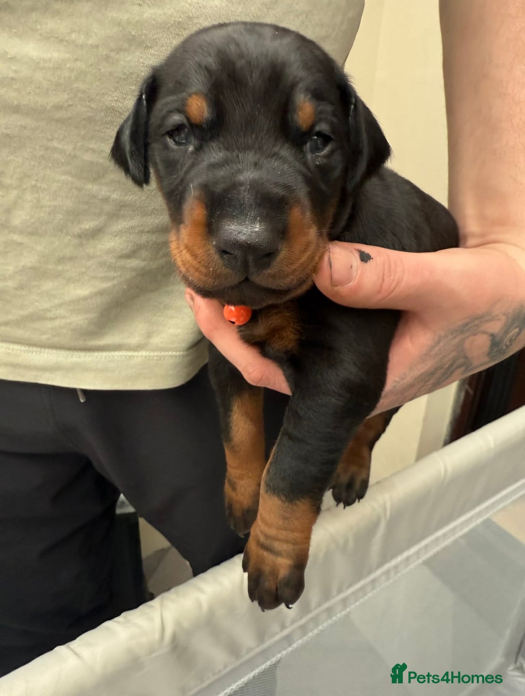 Dobermann dogs for sale: Top quality Doberman puppies  - Advert 14