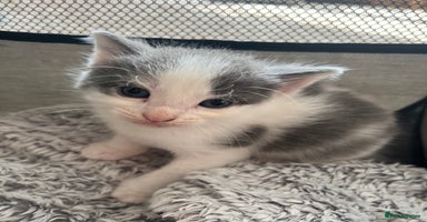 Mixed Breed cats - Advert 5