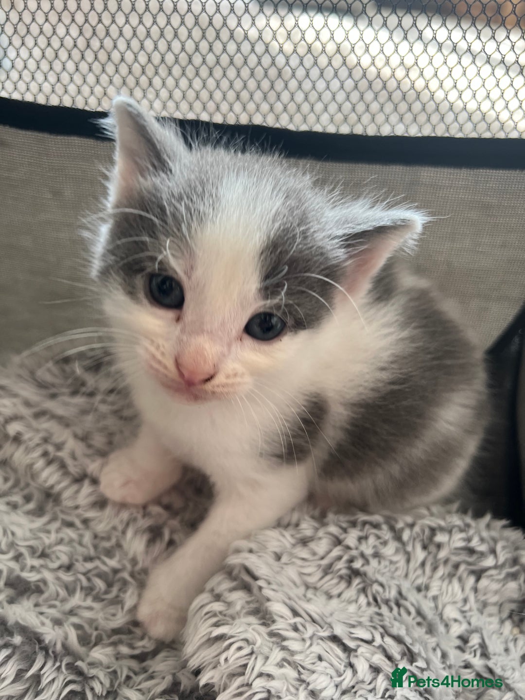 Mixed Breed cats for sale: REDUCED: 2 friendly kittens remain- regime 26/8/25 - Image 6